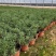 盆栽迷迭香山东青州草花苗木基地一手货源基地直发