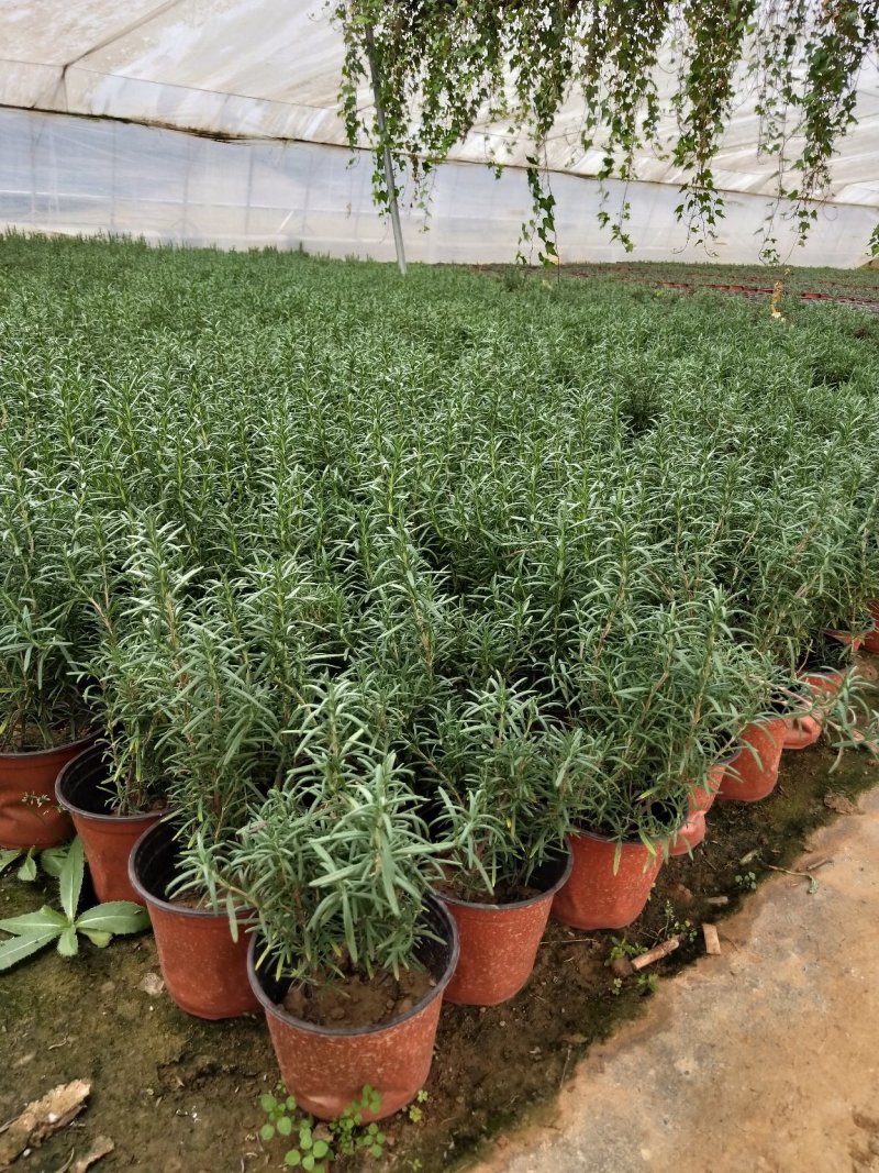 盆栽迷迭香山东青州草花苗木基地一手货源基地直发