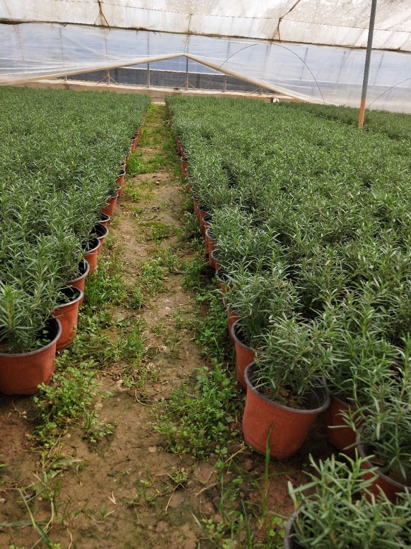 盆栽迷迭香山东青州草花苗木基地一手货源基地直发