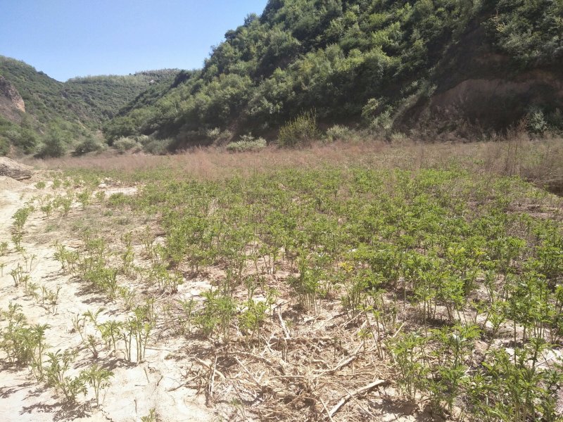 陕北延安产苦参鲜货
