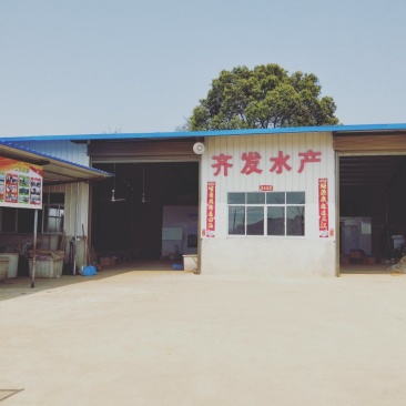 不杀肤的小鱼仔