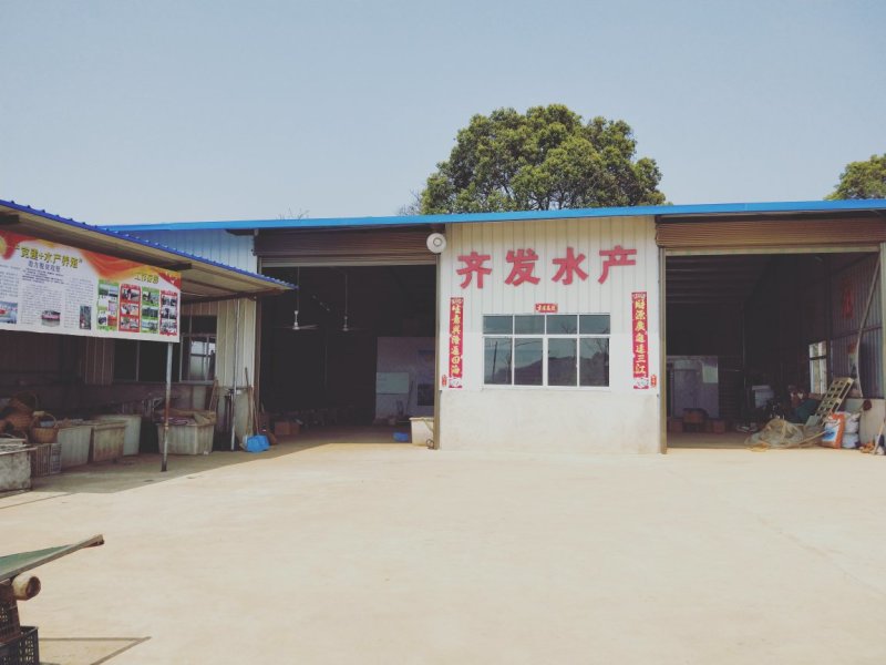 不杀肤的小鱼仔