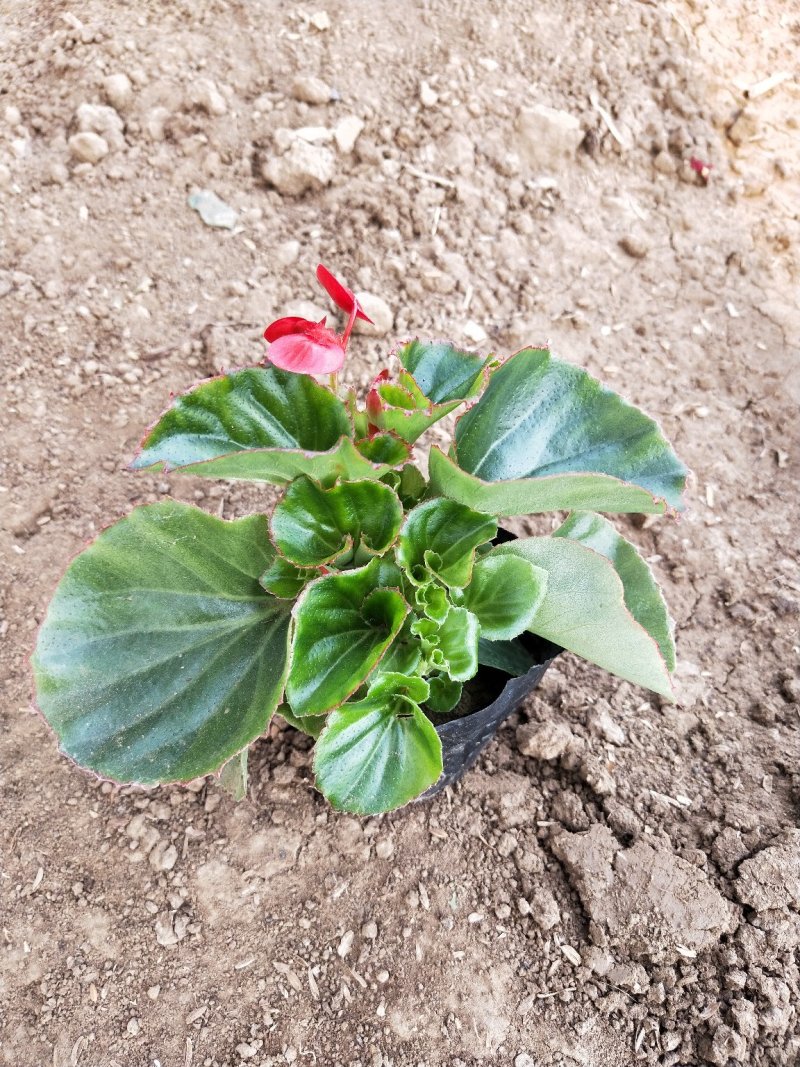 四季海棠山东青州草花苗木基地一手货源基地直发