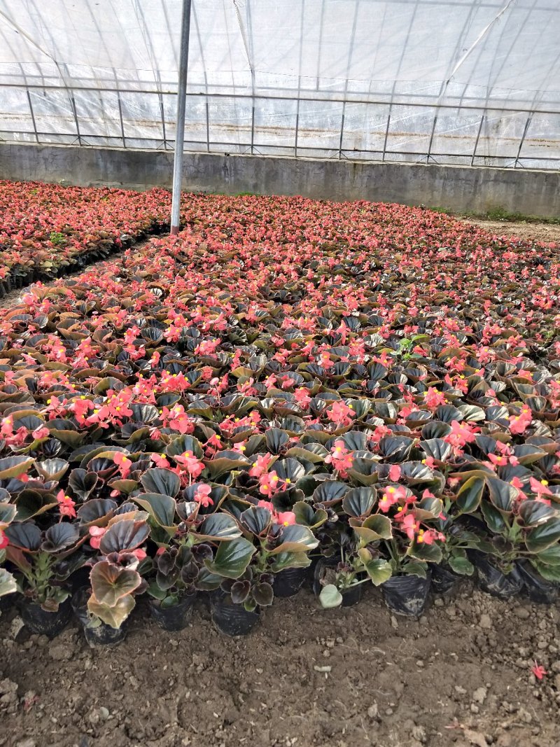 四季海棠山东青州草花苗木基地一手货源基地直发