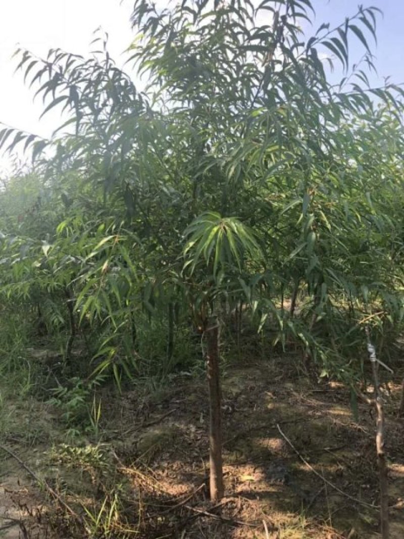 桃树苗