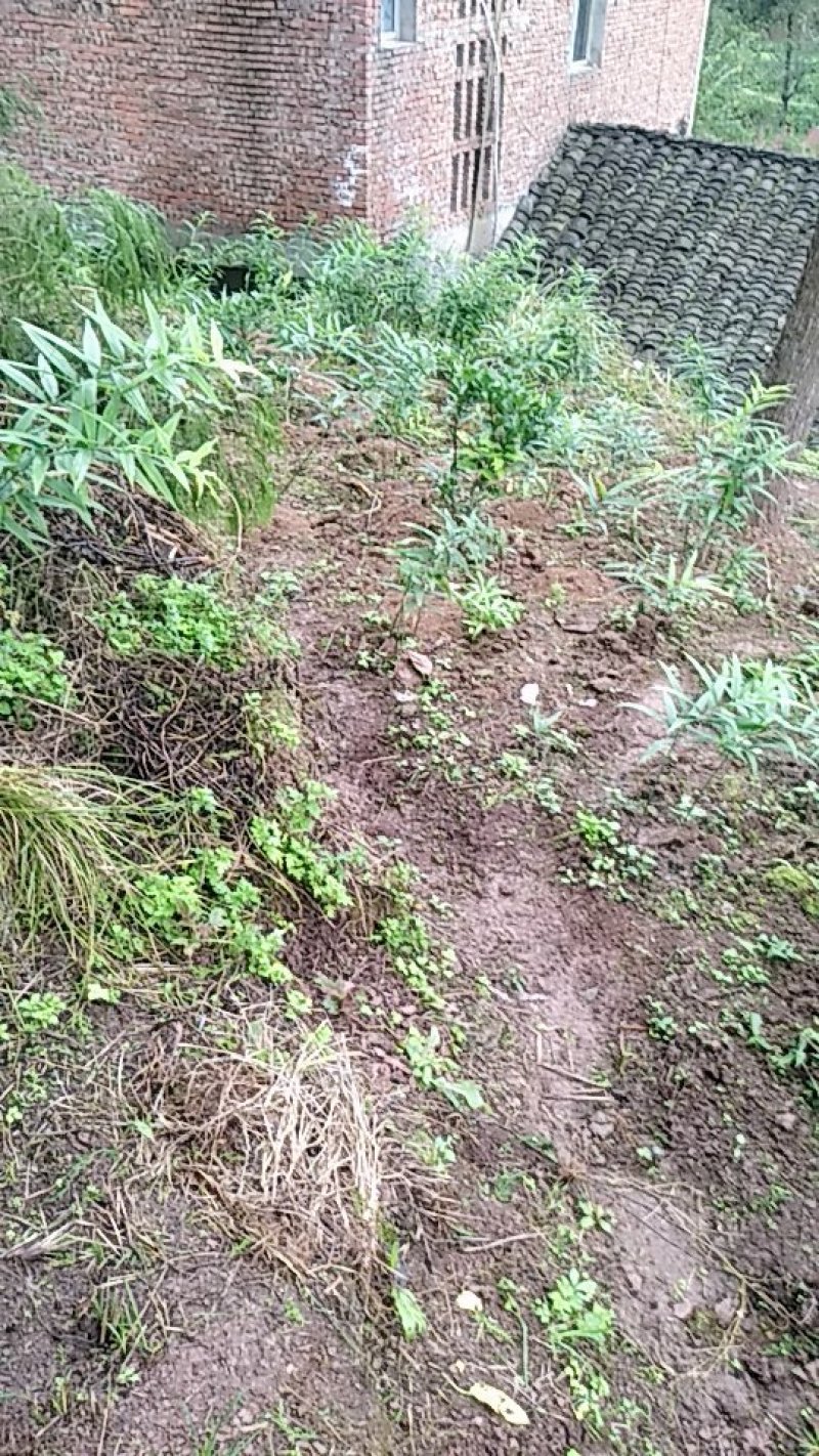 四川黄精苗，姜型甜黄精不倒苗，三年苗