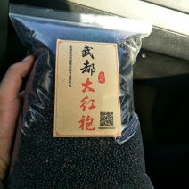 陇南武都:大红袍伏椒种子育苗专用提供育苗技术