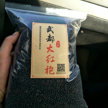陇南武都:大红袍伏椒种子育苗专用提供育苗技术