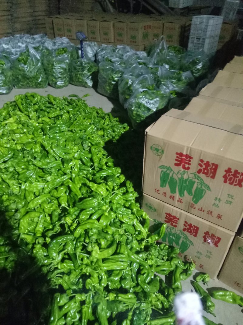 薄皮辣椒大量上市中，椒形长直，有要的客户联系，