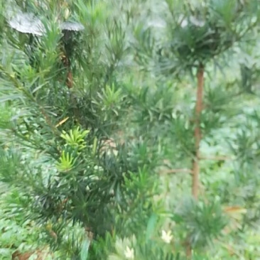 花卉盆景