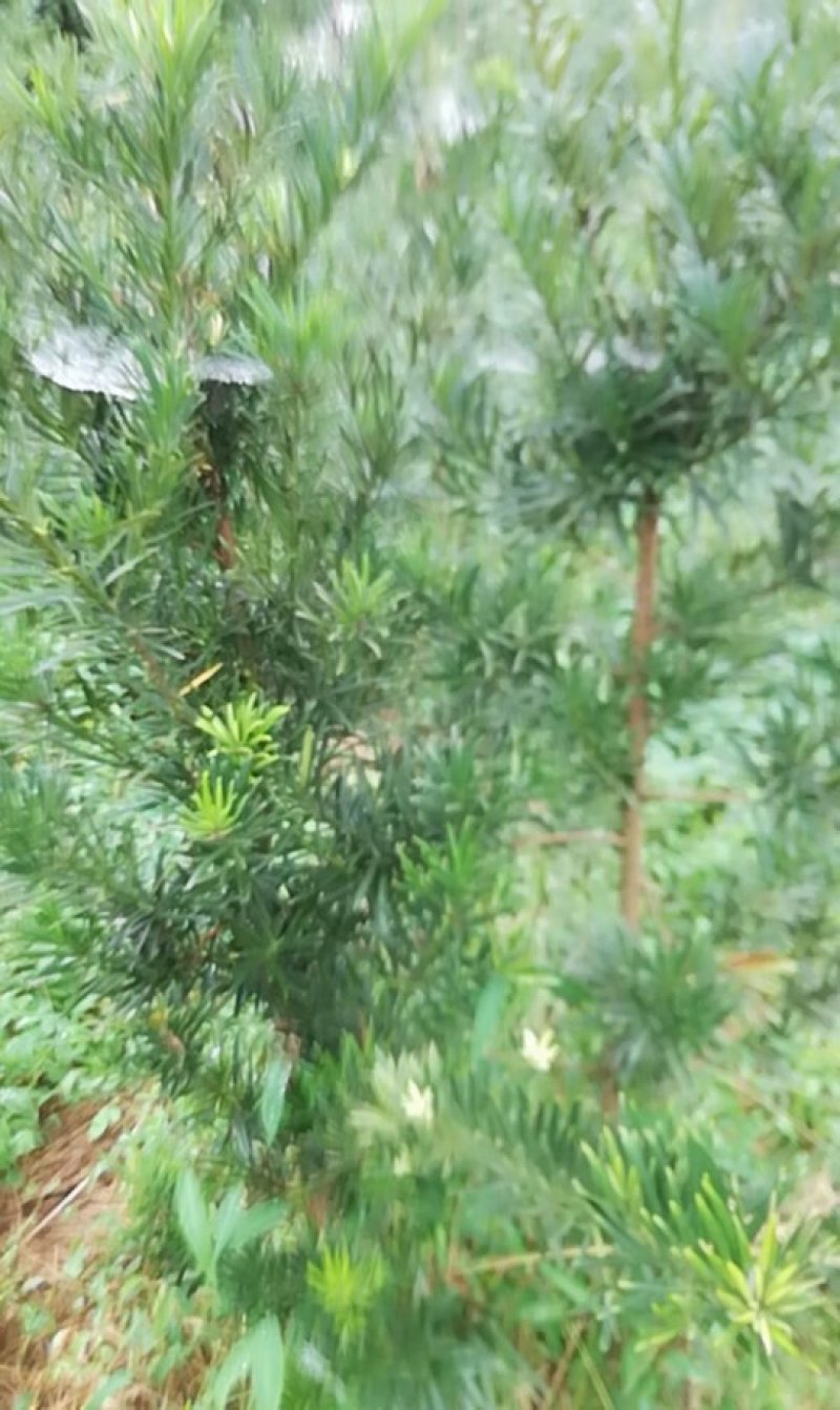 花卉盆景