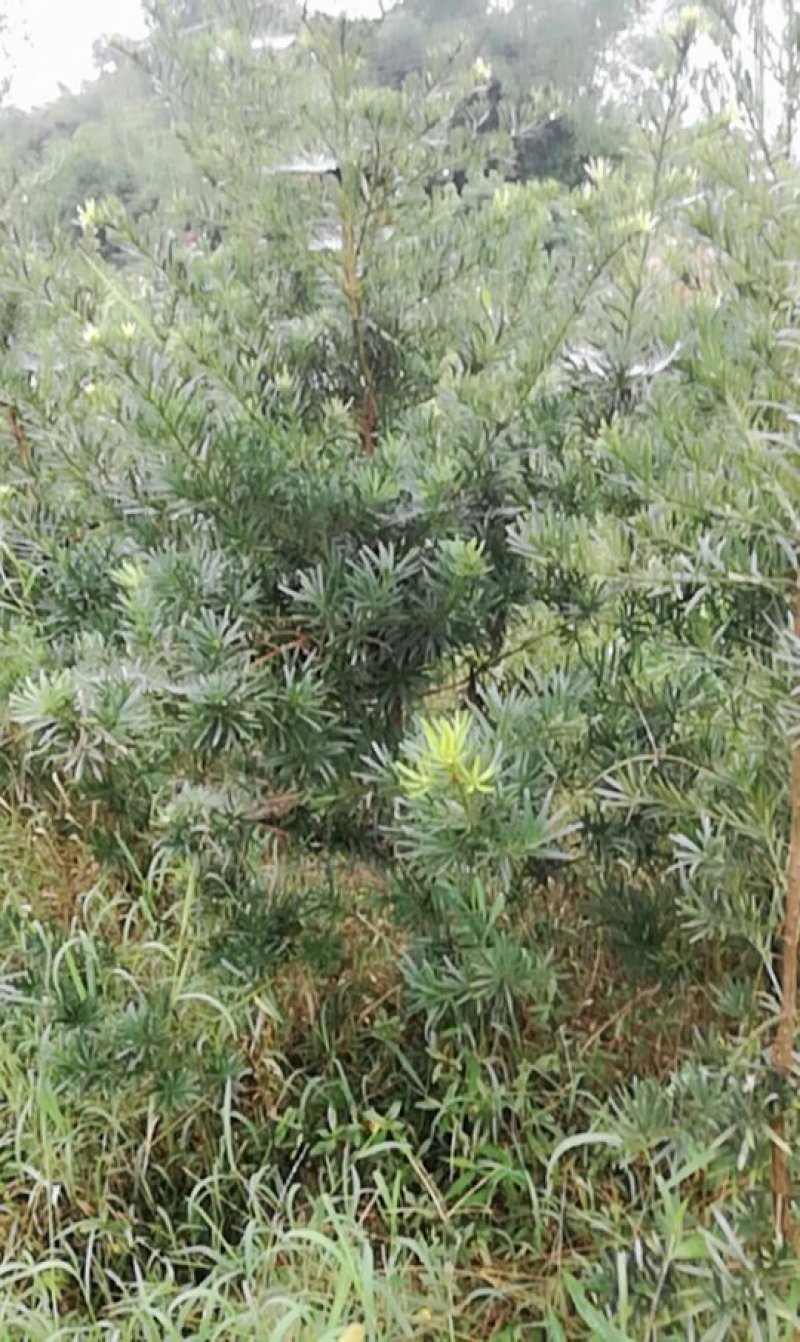 花卉盆景