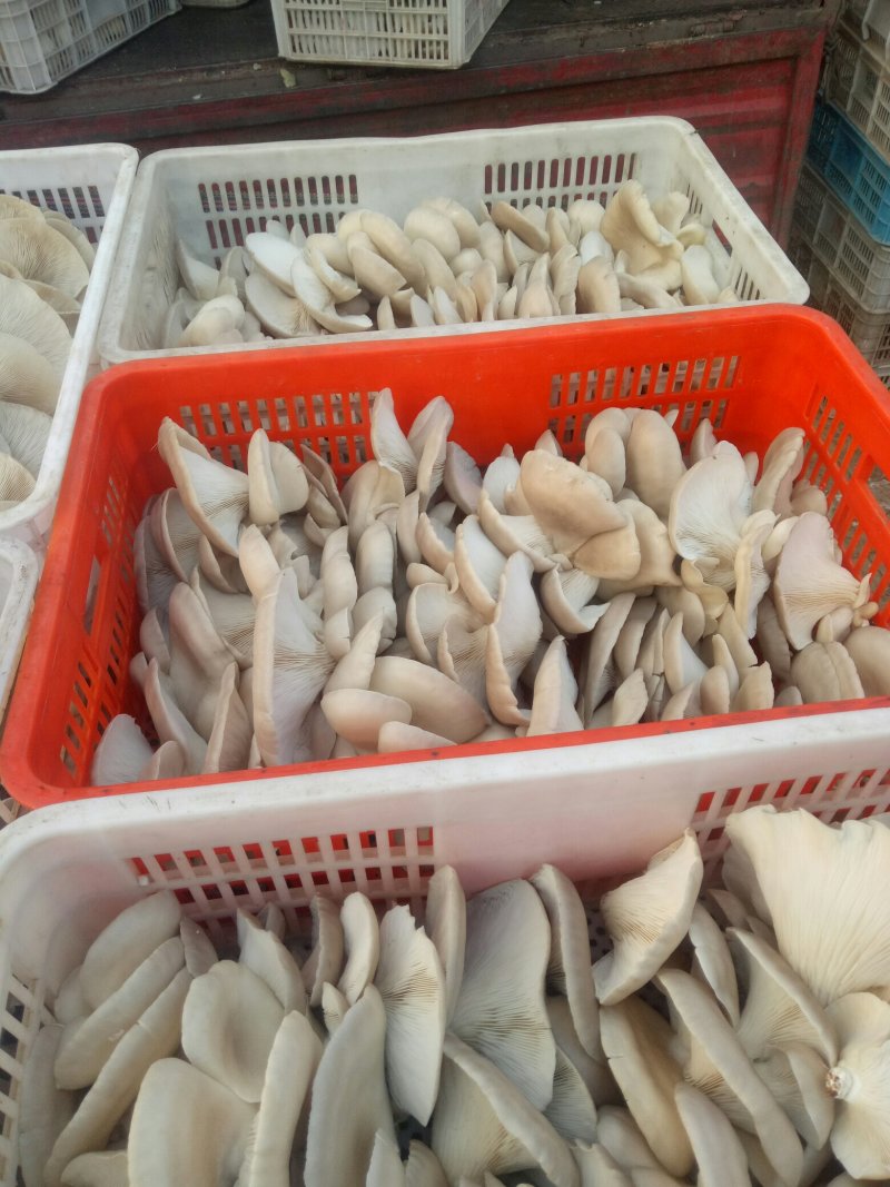 【精品】平菇蘑菇大量上市规格齐全货源稳定，全国发货