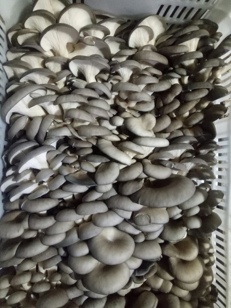 【精品】平菇蘑菇大量上市规格齐全货源稳定，全国发货
