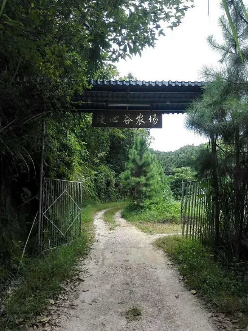 梅州强惠漫心谷红肉柚