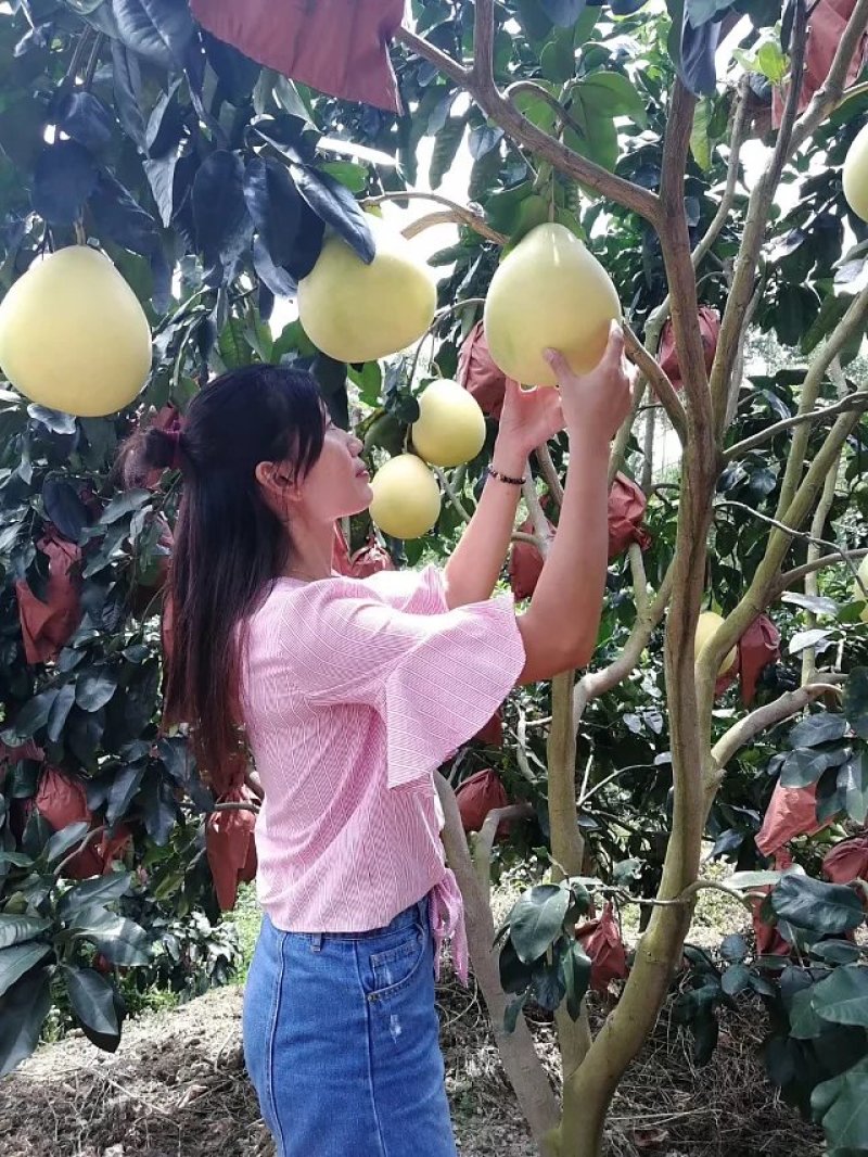 梅州强惠漫心谷红肉柚