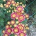 小菊