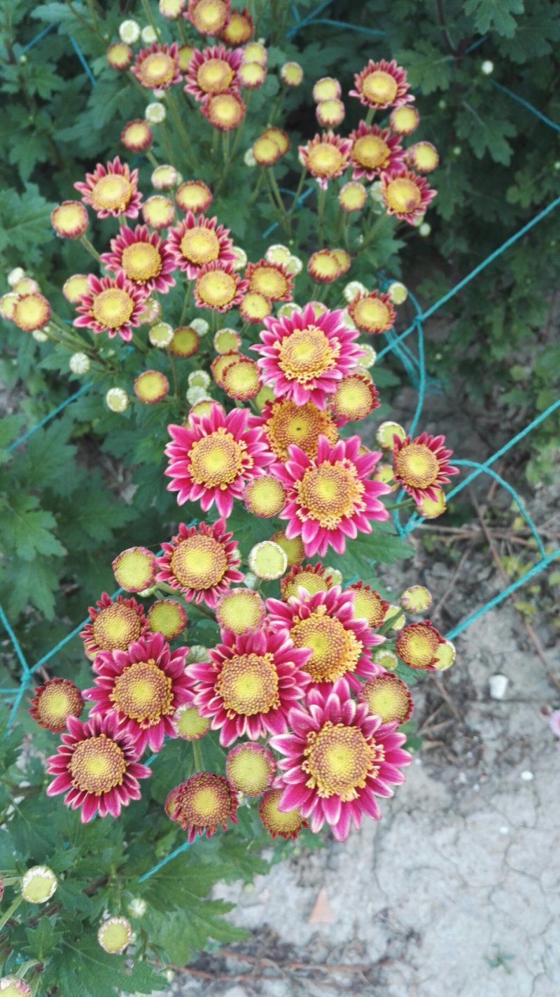 小菊