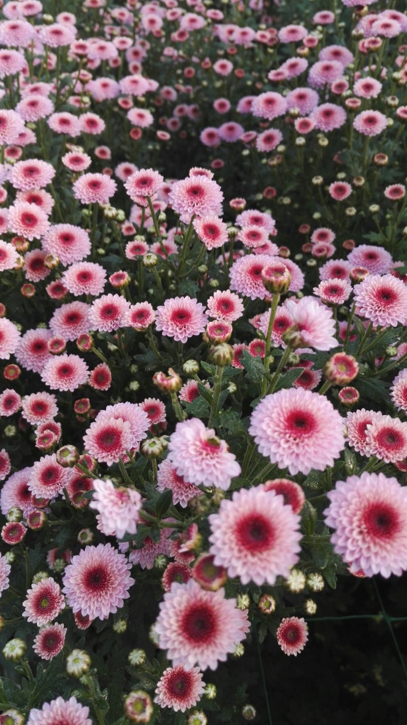 小菊