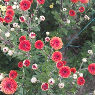 小菊