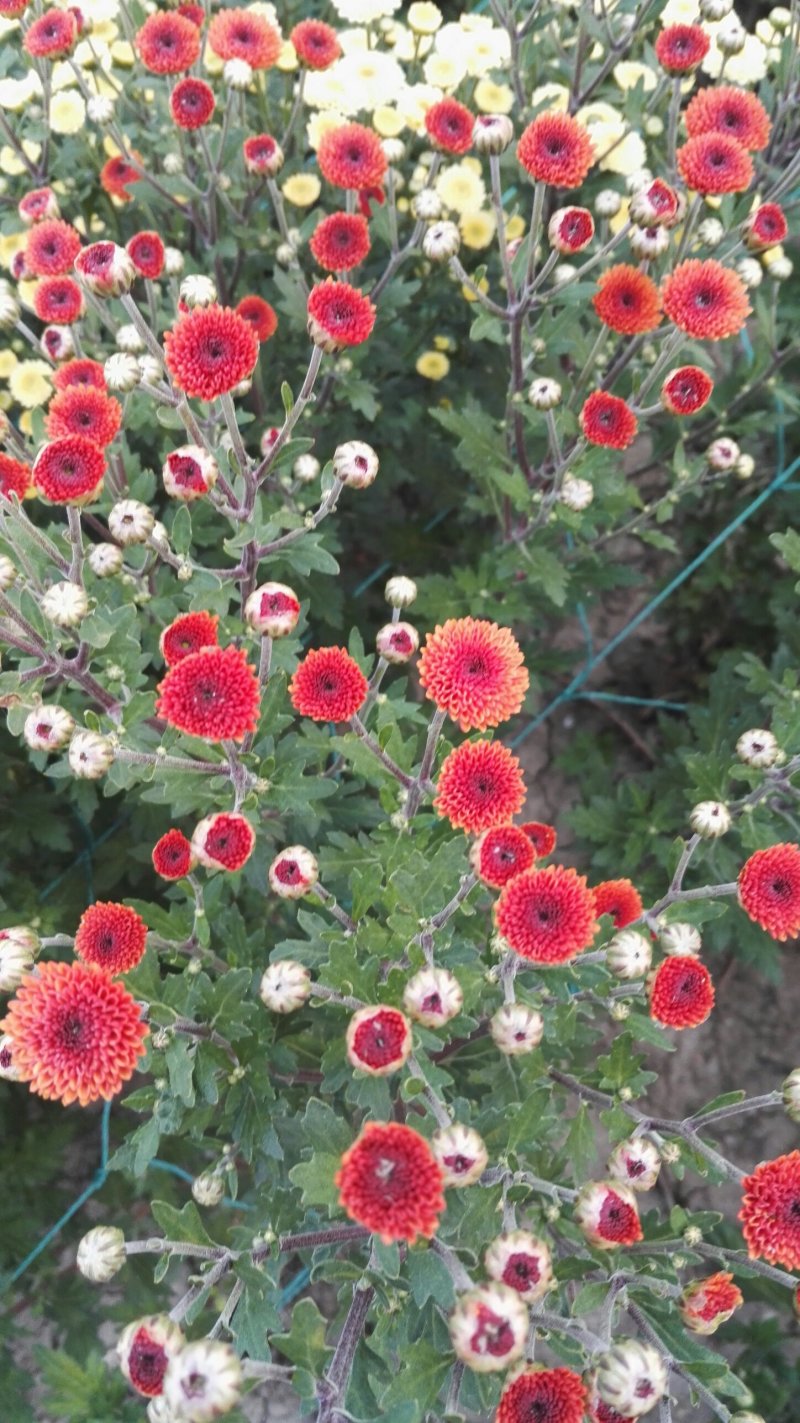 小菊