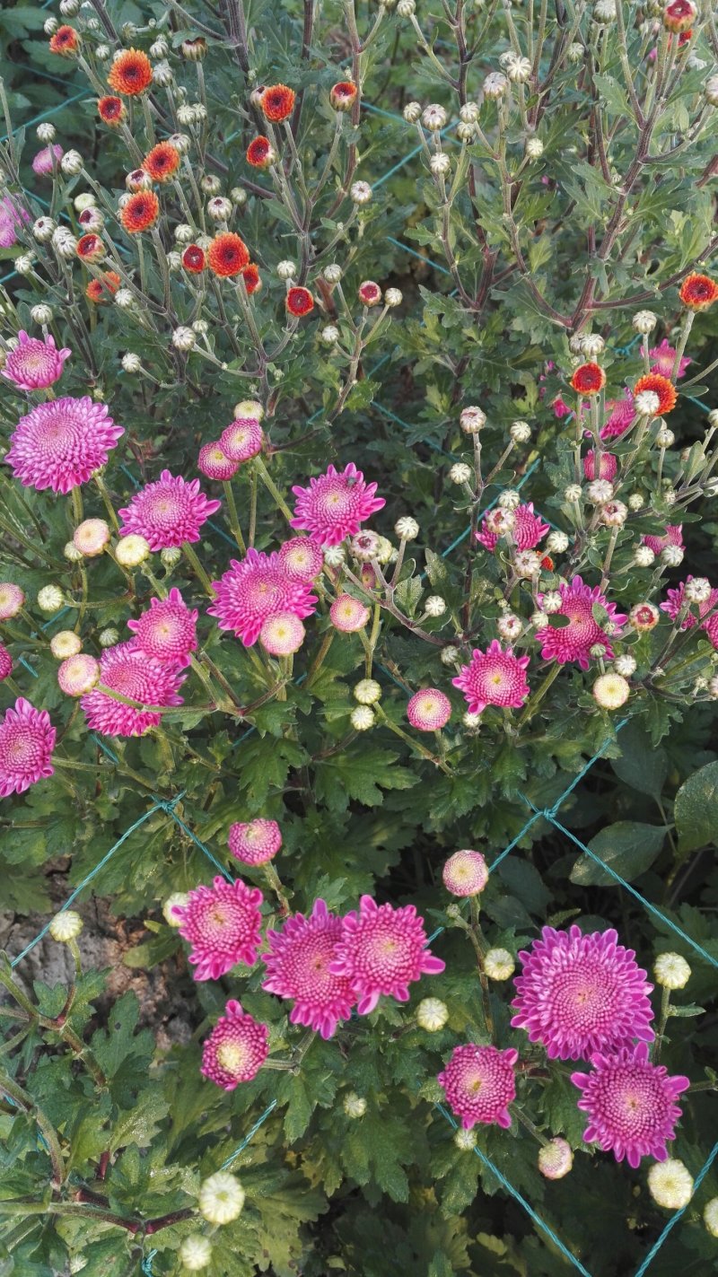 小菊