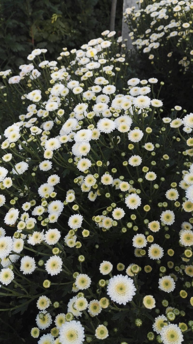 小菊