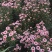 小菊
