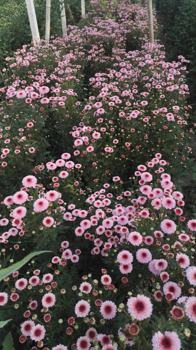 小菊