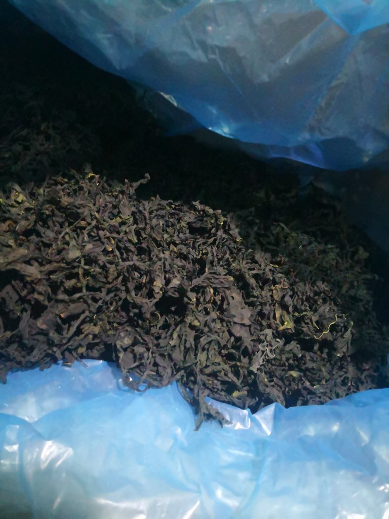 裙带菜海木耳