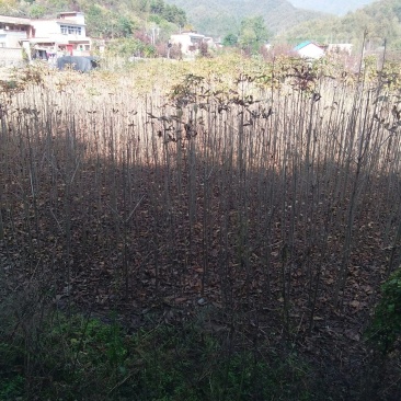 七叶树苗