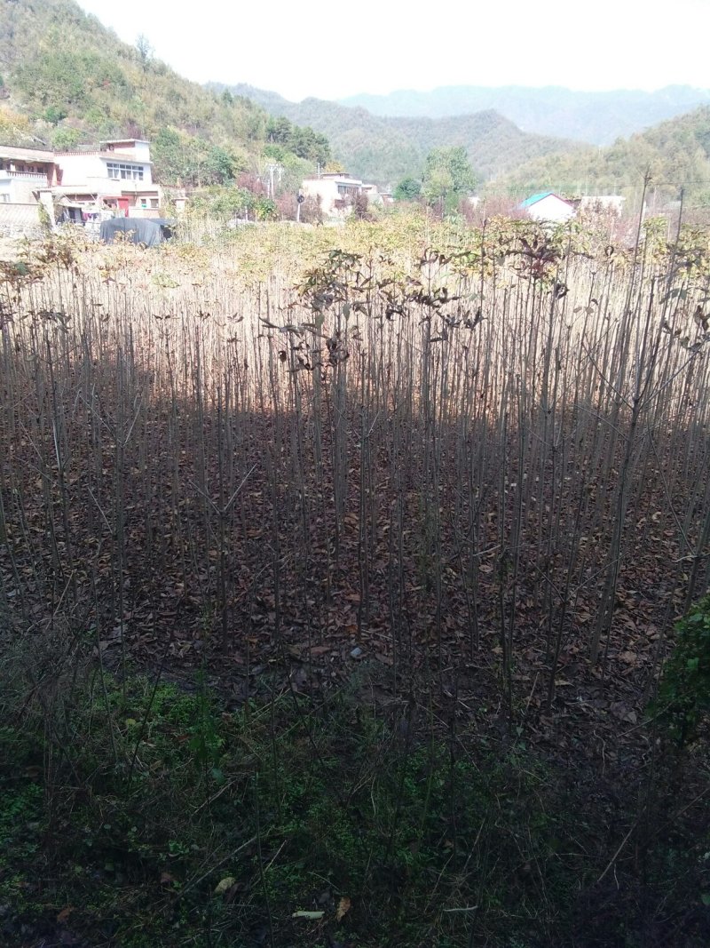 七叶树苗