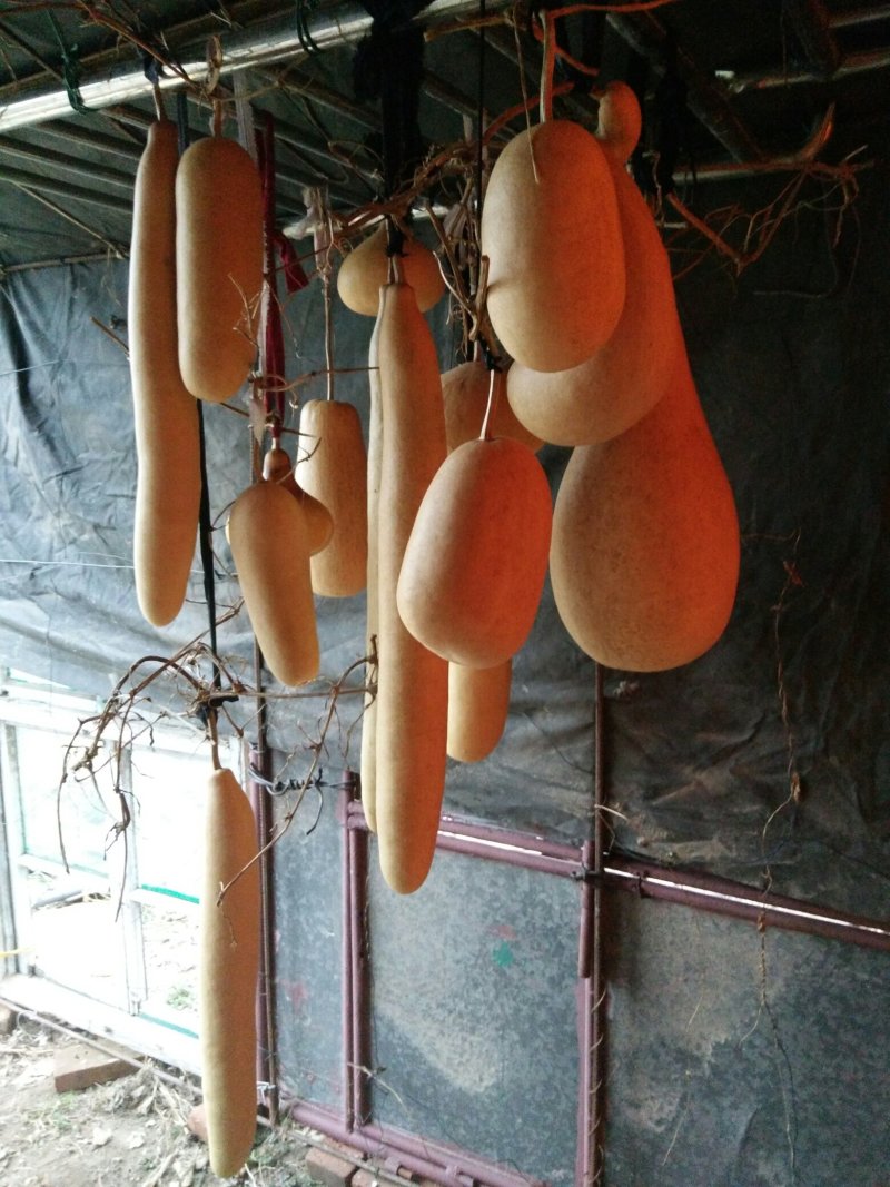 葫芦种子