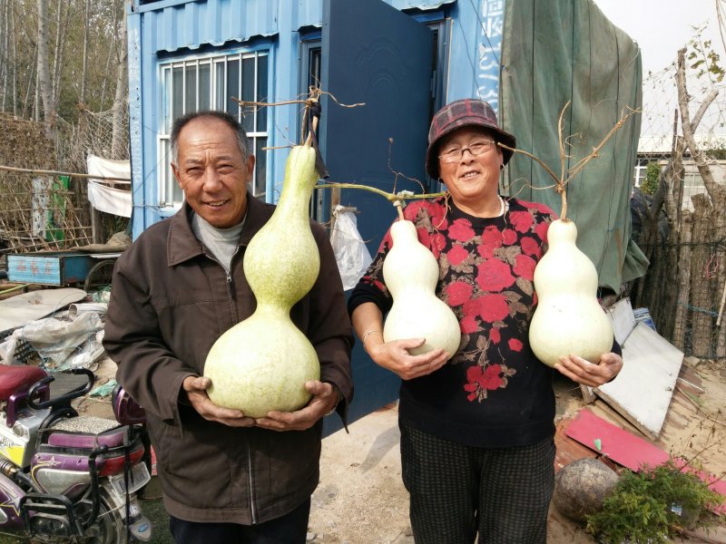 莲花头，大三停，冬瓜葫芦，葫芦种子