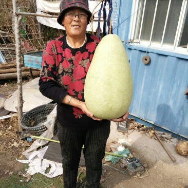 莲花头，大三停，冬瓜葫芦，葫芦种子