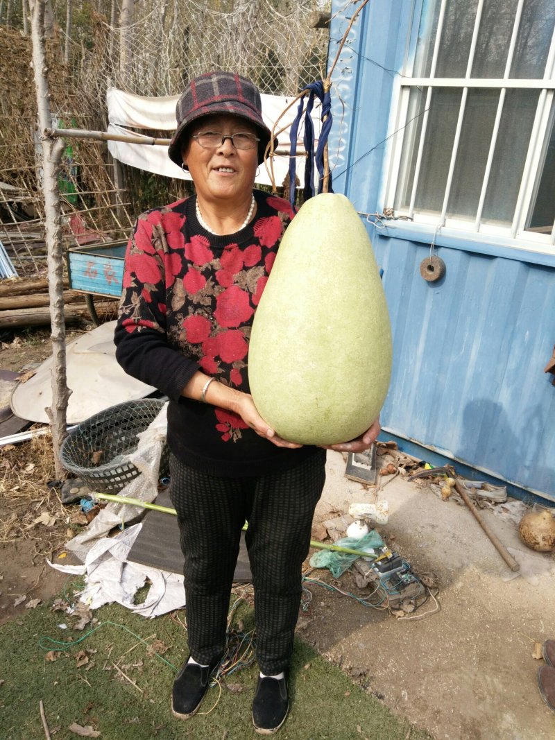 莲花头，大三停，冬瓜葫芦，葫芦种子