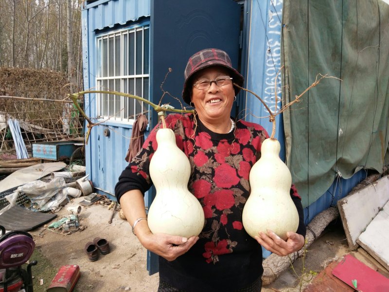 莲花头，大三停，冬瓜葫芦，葫芦种子