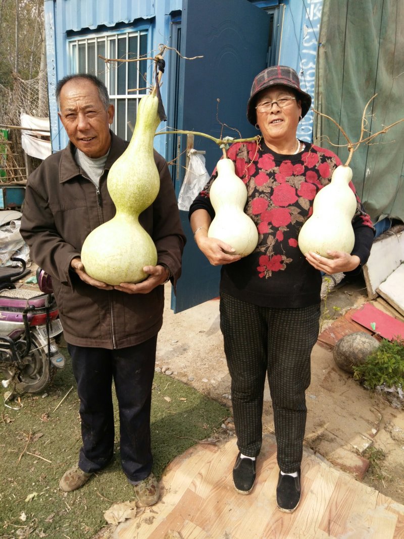 莲花头，大三停，冬瓜葫芦，葫芦种子