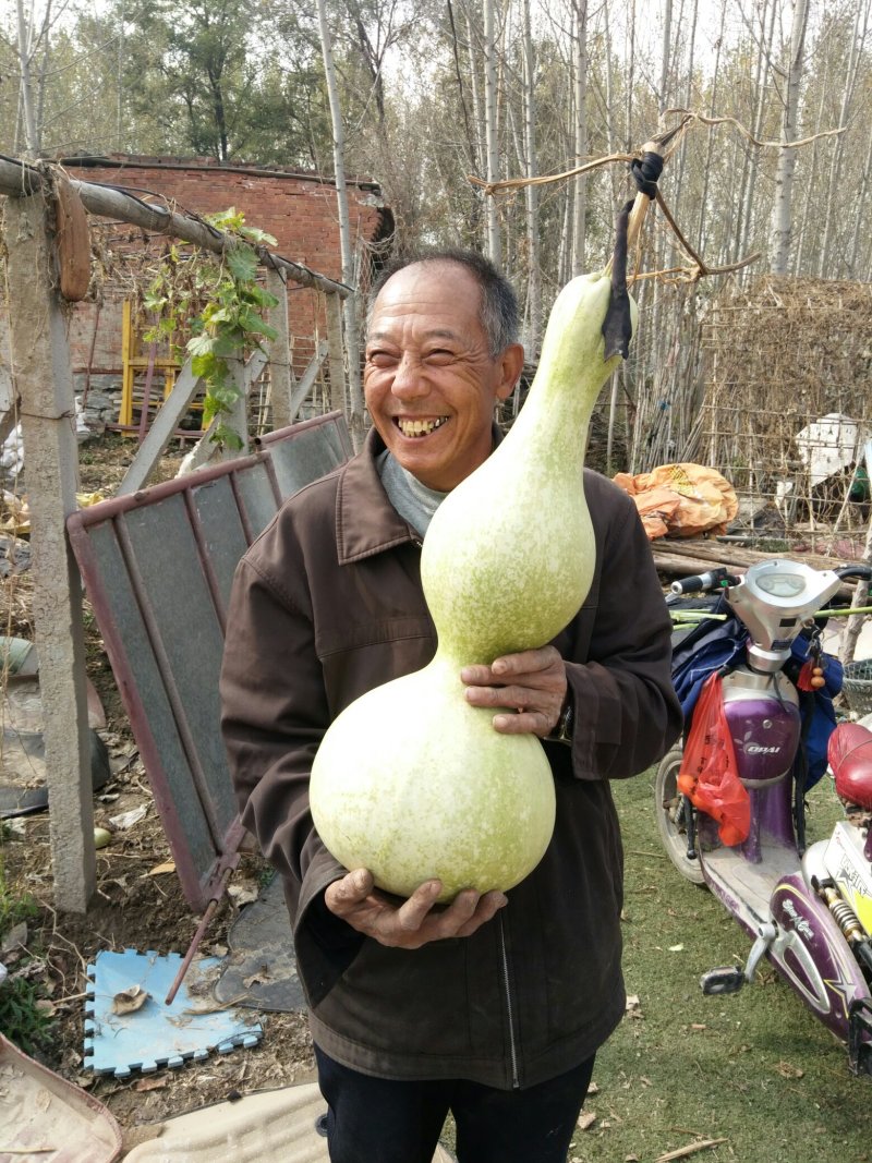 莲花头，大三停，冬瓜葫芦，葫芦种子