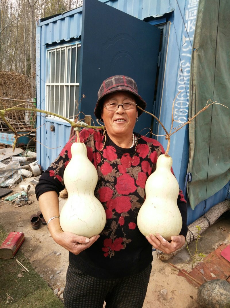 莲花头，大三停，冬瓜葫芦，葫芦种子