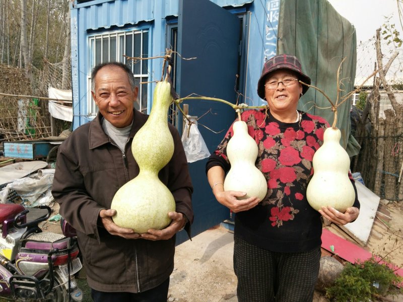 莲花头，大三停，冬瓜葫芦，葫芦种子