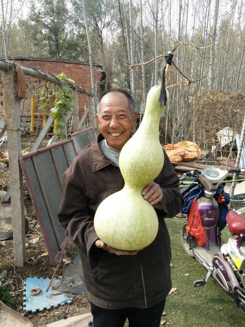 莲花头，大三停，冬瓜葫芦，葫芦种子