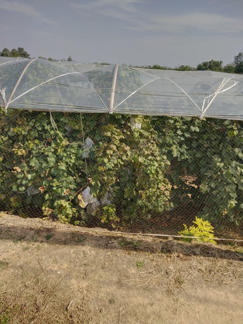 目前精品陆地红提已经即将上市，货源充足，颗粒饱满