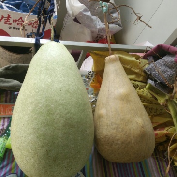 供应150余种文玩葫芦种子