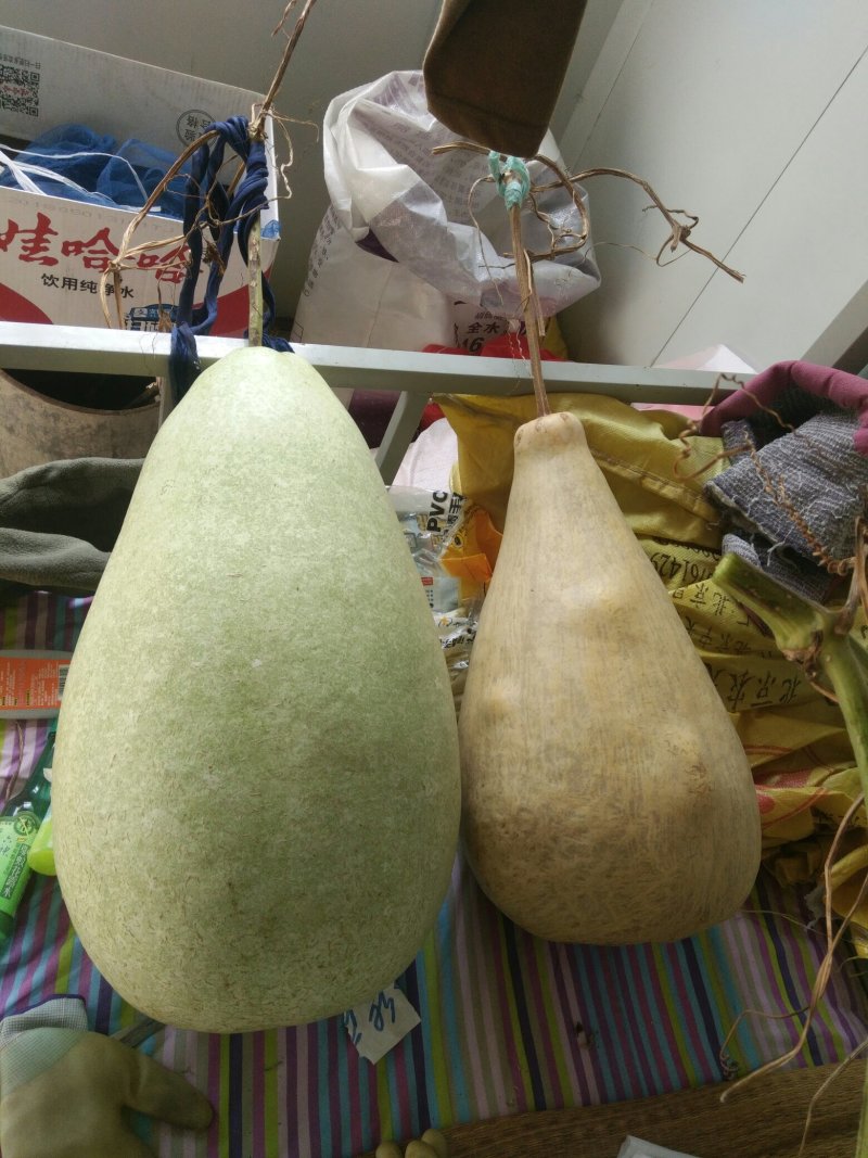 供应150余种文玩葫芦种子