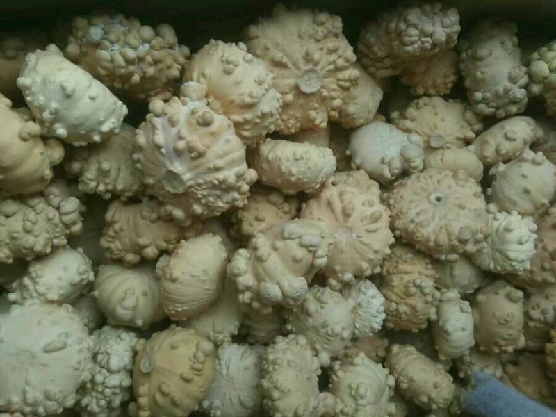 供应150余种文玩葫芦种子