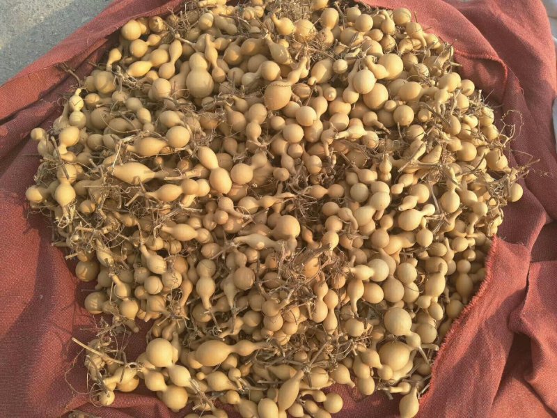 供应150余种文玩葫芦种子