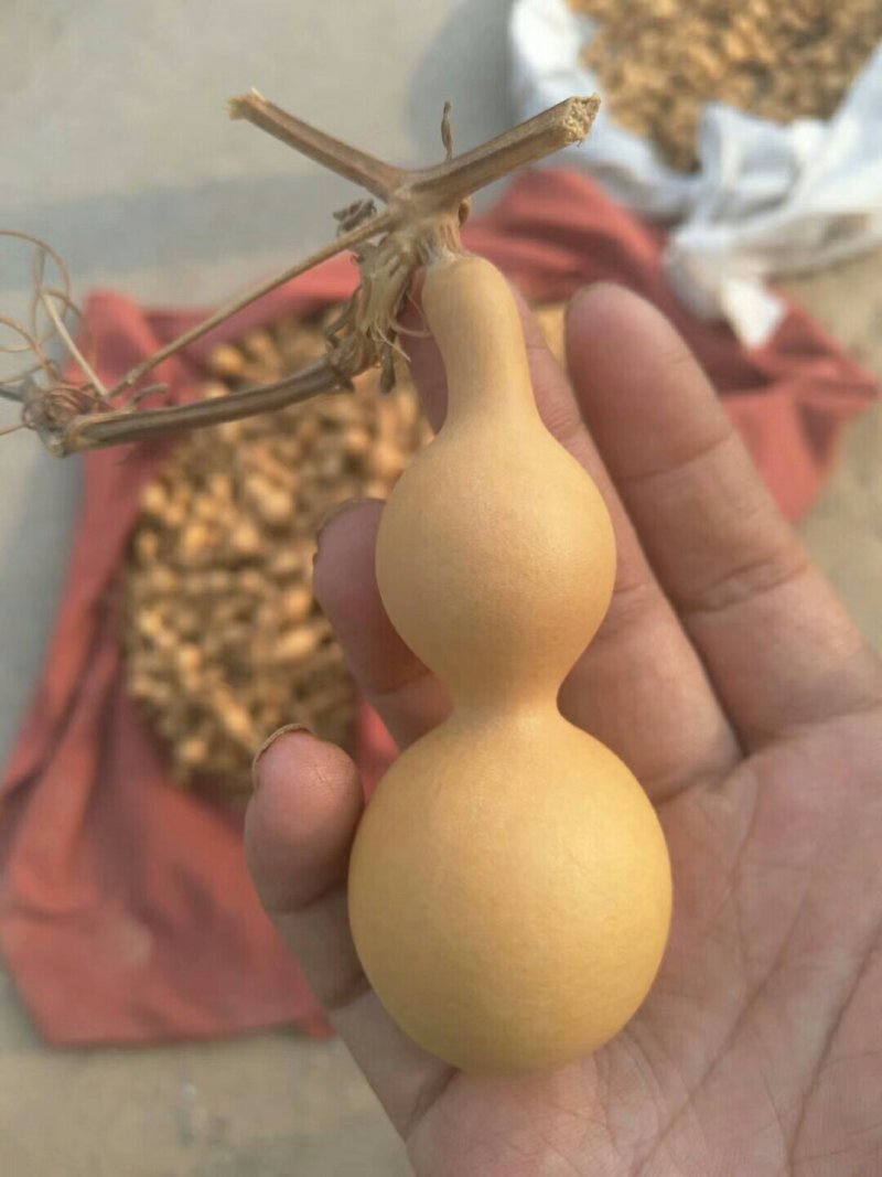 供应150余种文玩葫芦种子