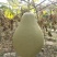 供应150余种文玩葫芦种子