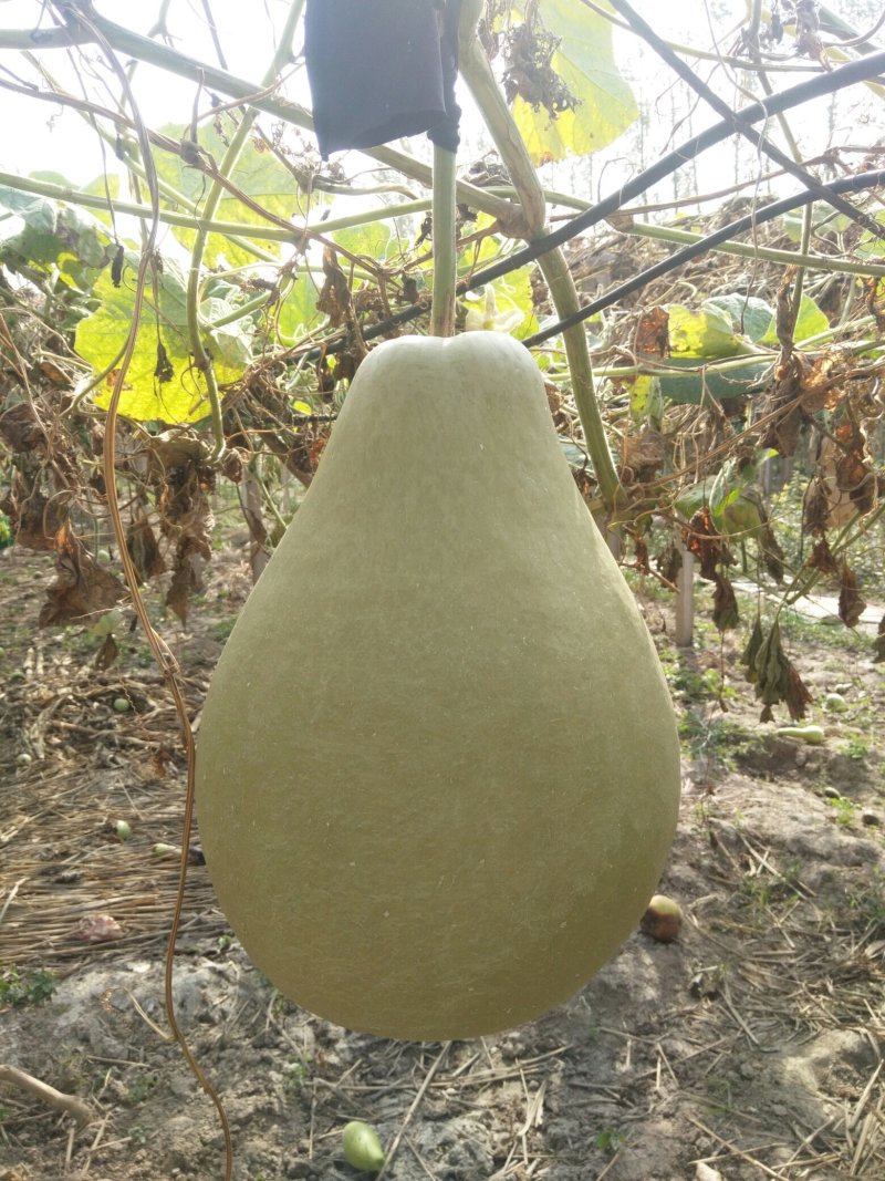 供应150余种文玩葫芦种子
